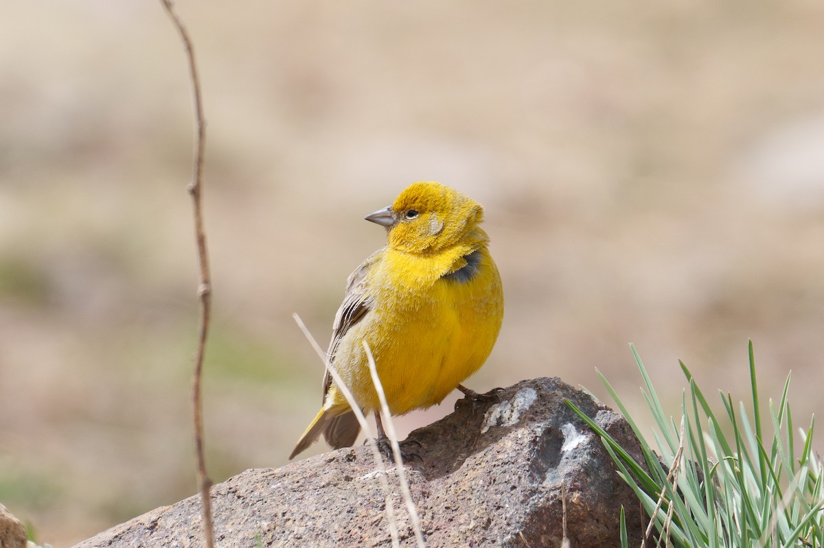Greater Yellow-Finch - ML627205473