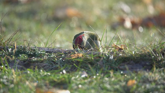 grønnspett - ML627205505