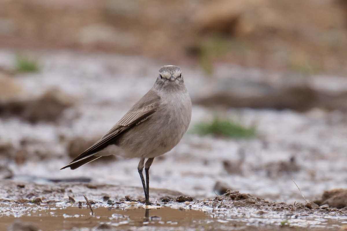 Ochre-naped Ground-Tyrant - ML627205522