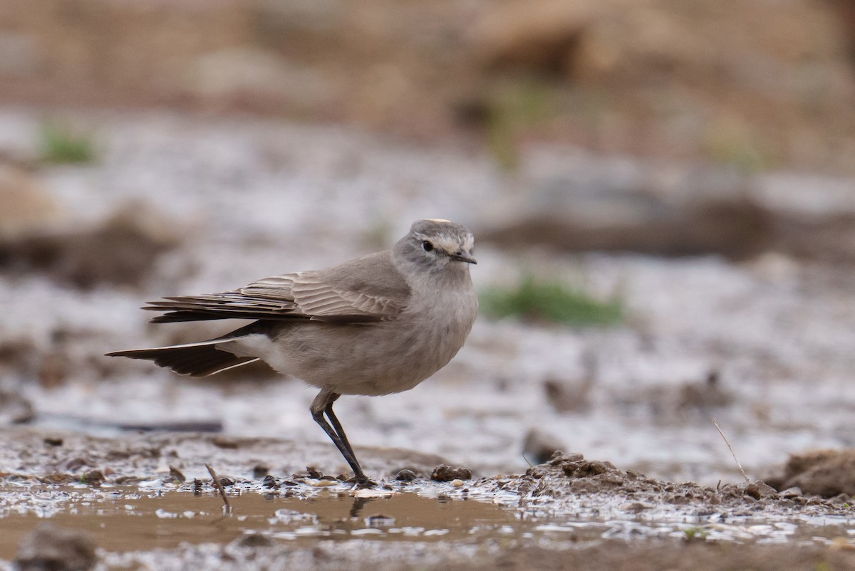 Ochre-naped Ground-Tyrant - ML627205524