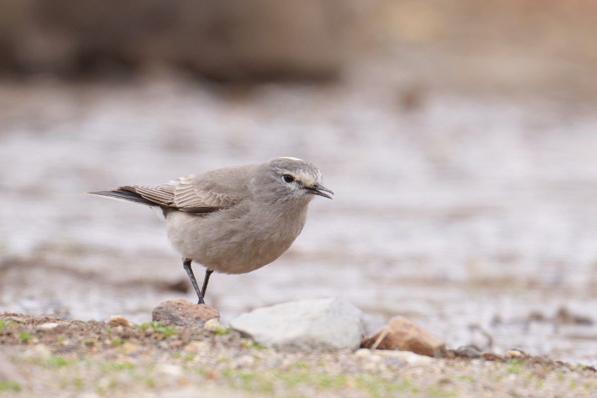 Ochre-naped Ground-Tyrant - ML627205526