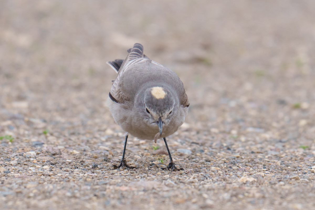Ochre-naped Ground-Tyrant - ML627205527