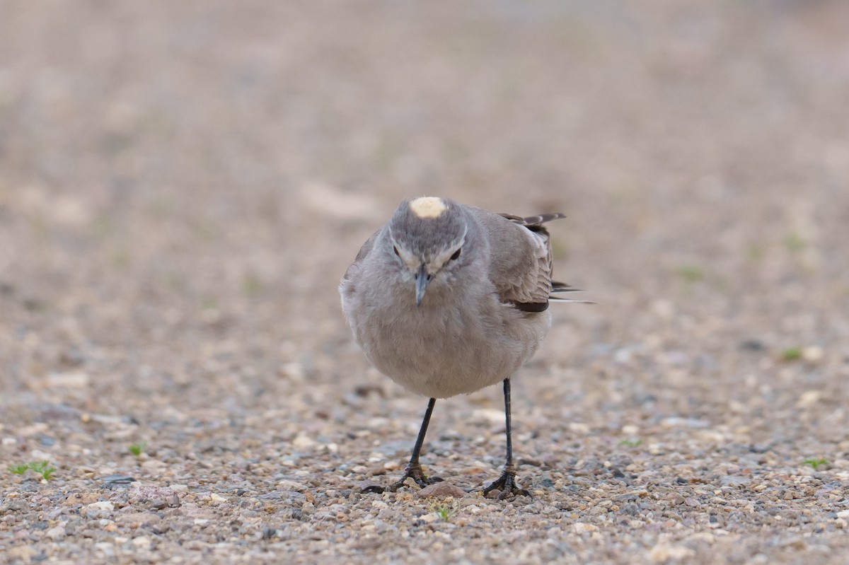 Ochre-naped Ground-Tyrant - ML627205528