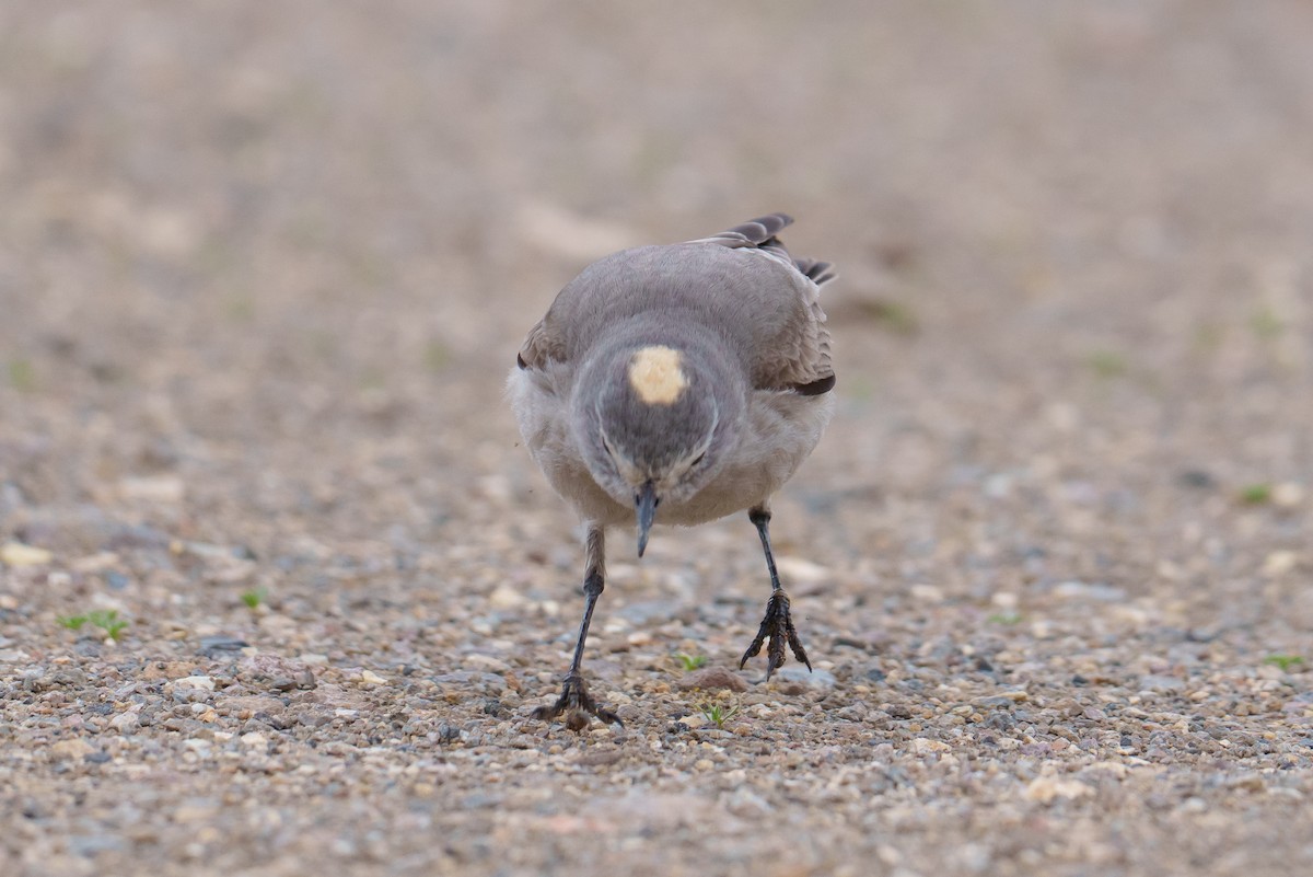 Ochre-naped Ground-Tyrant - ML627205530