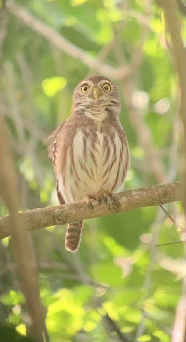 Ferruginous Pygmy-Owl - ML627205546