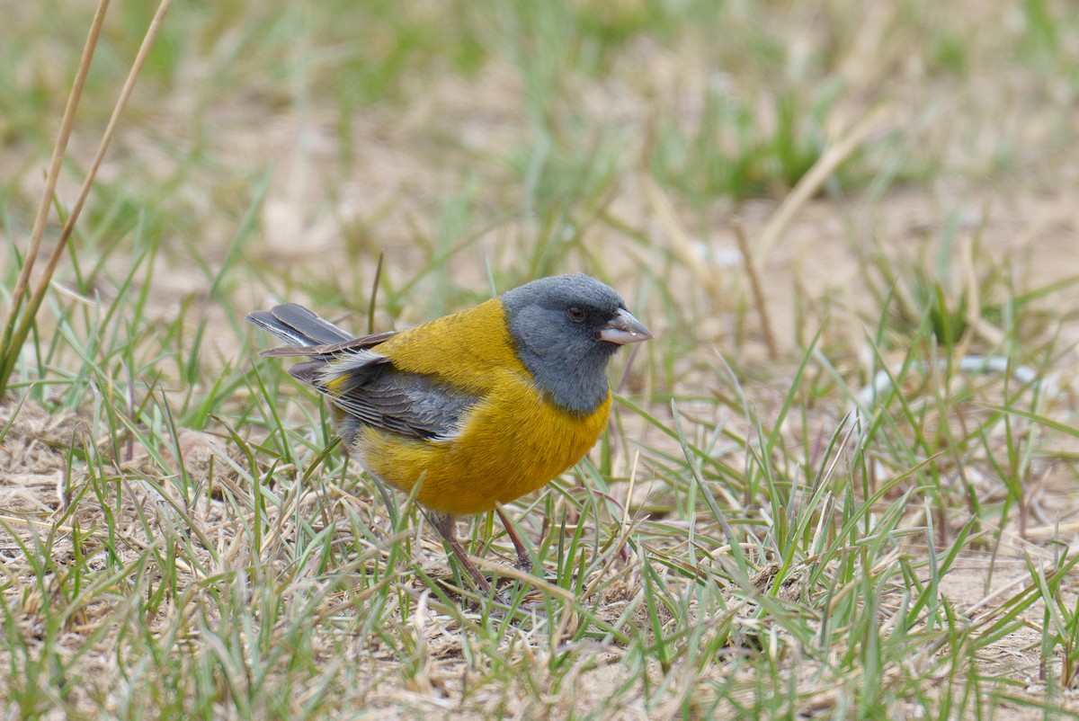 Gray-hooded Sierra Finch (gayi/caniceps) - ML627205548