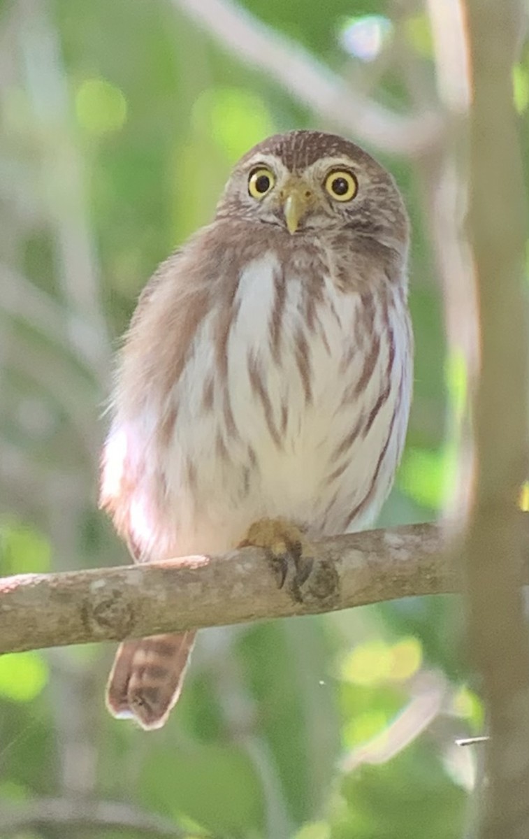 Ferruginous Pygmy-Owl - ML627205551