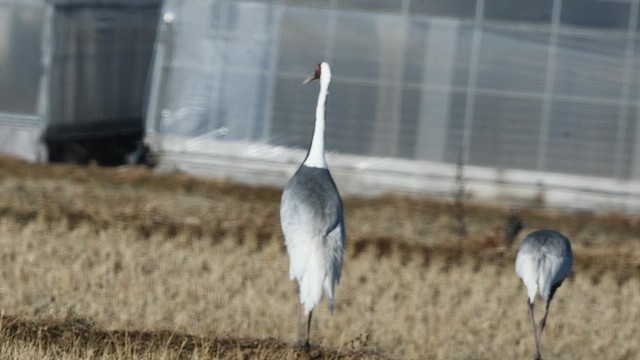 White-naped Crane - ML627205569