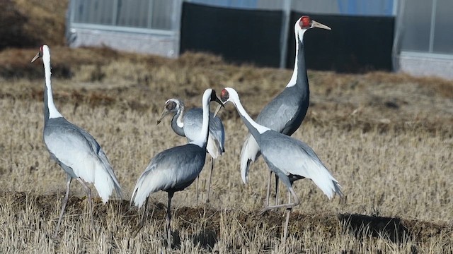 White-naped Crane - ML627205570