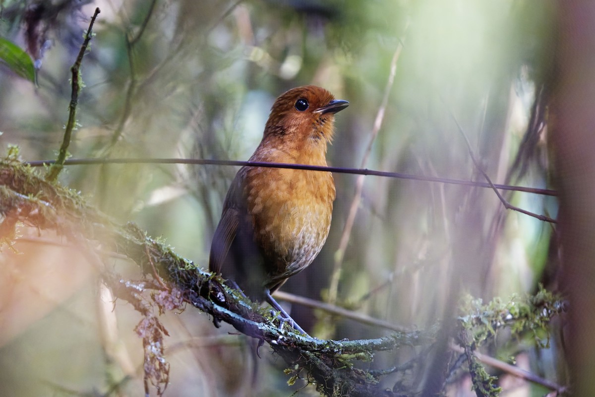 Chestnut Antpitta - ML627205572