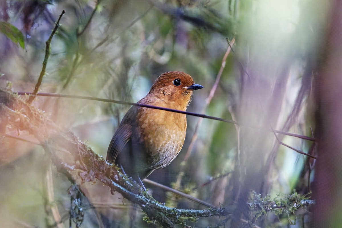 Chestnut Antpitta - ML627205573