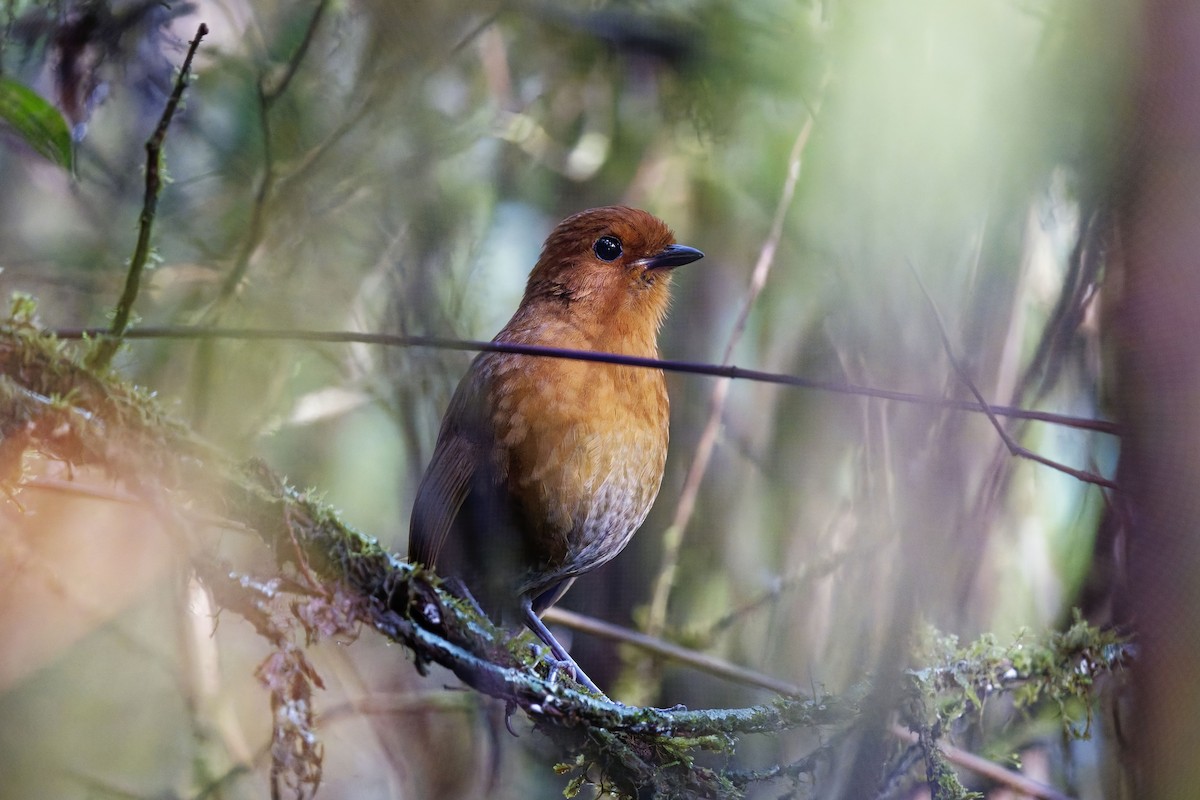 Chestnut Antpitta - ML627205579