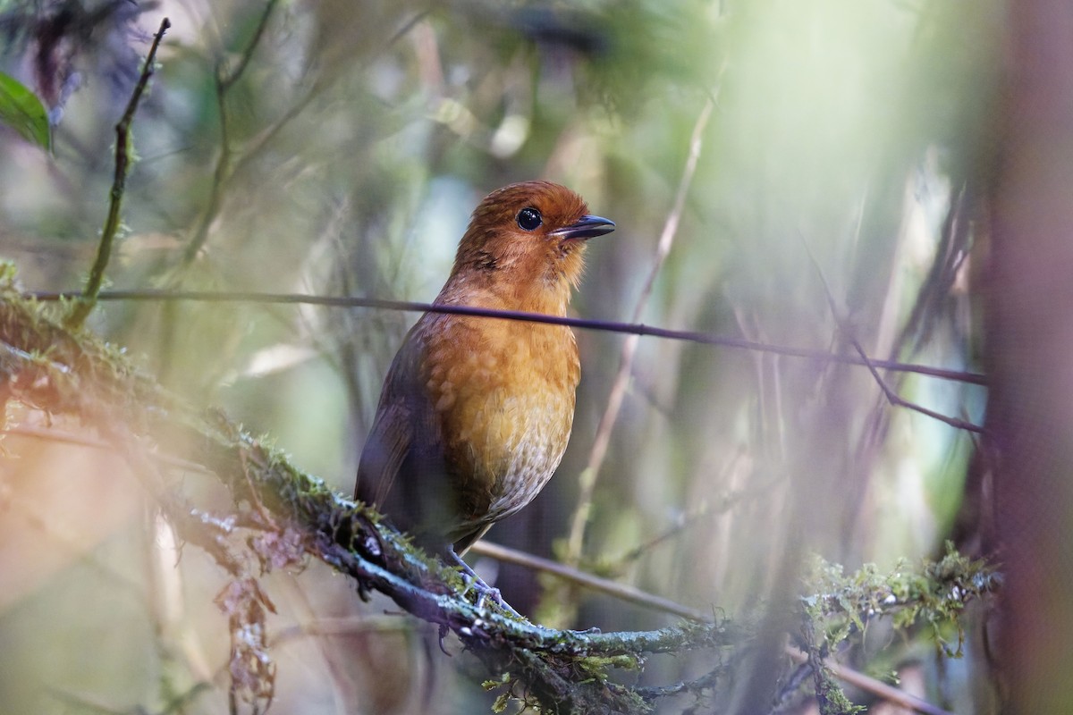 Chestnut Antpitta - ML627205580