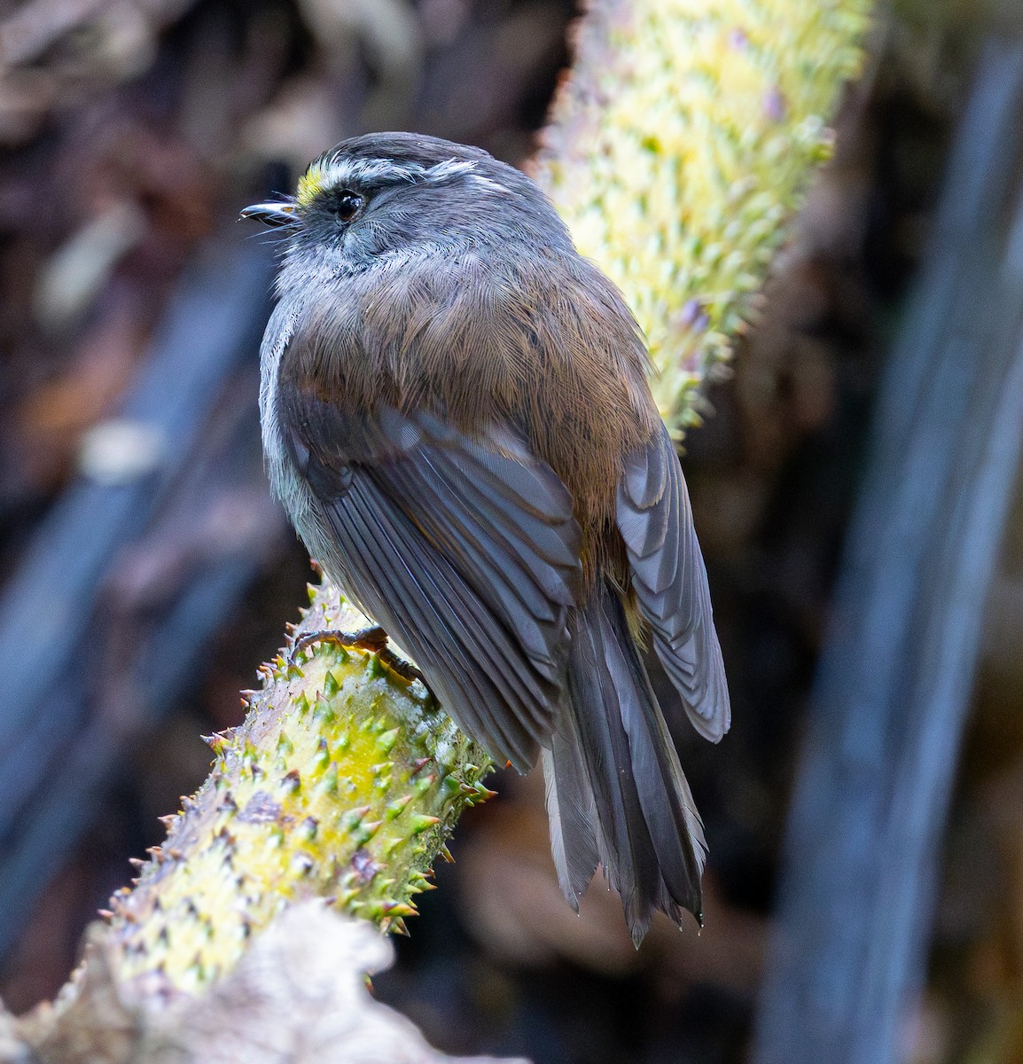 Crowned Chat-Tyrant - ML627205581