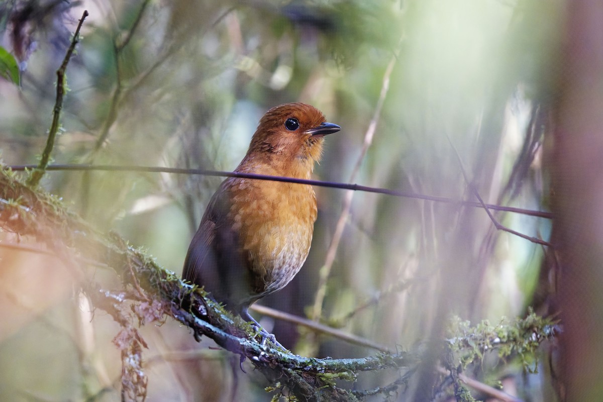 Chestnut Antpitta - ML627205582