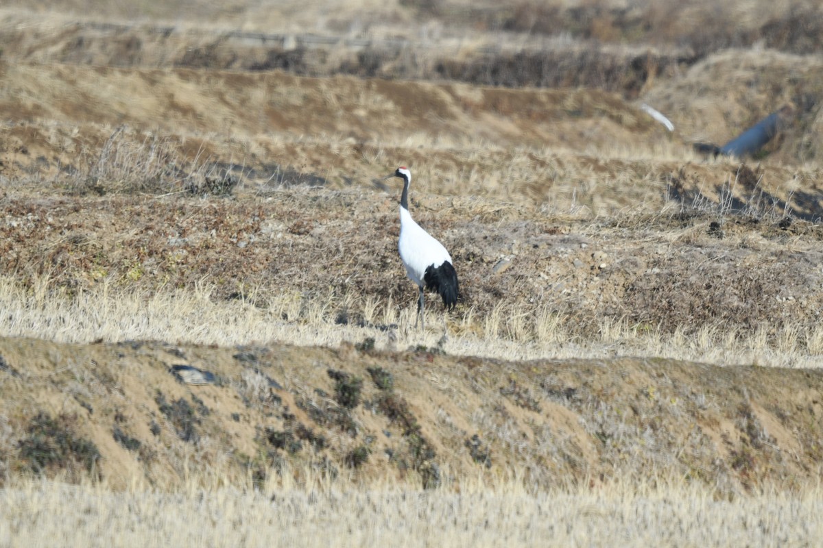 Red-crowned Crane - ML627205600