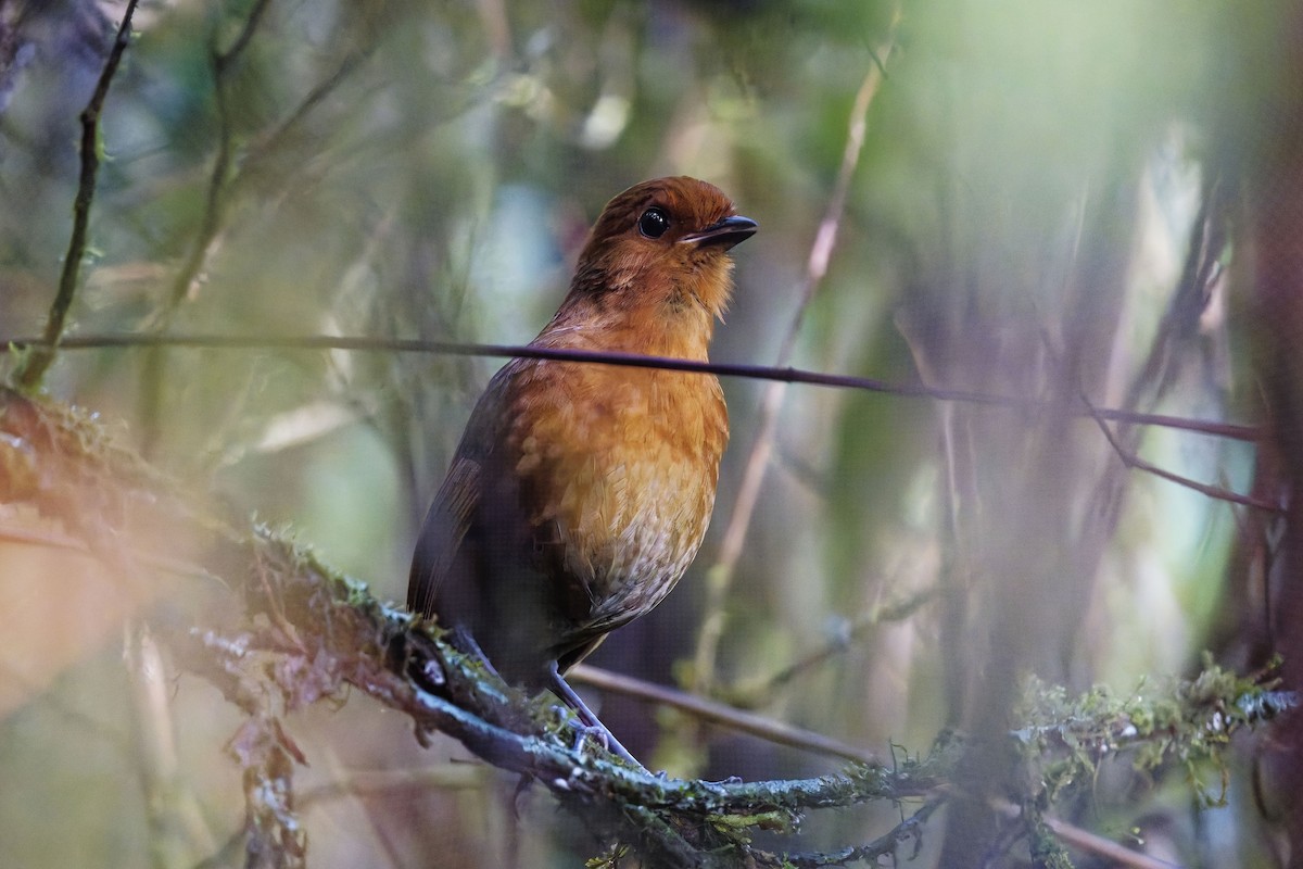 Chestnut Antpitta - ML627205601