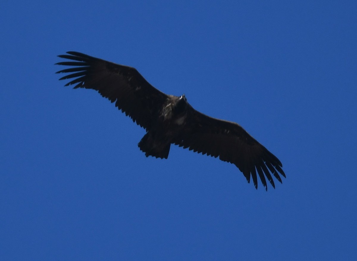 Cinereous Vulture - ML627205620