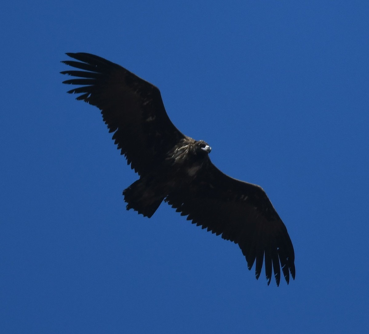 Cinereous Vulture - ML627205621