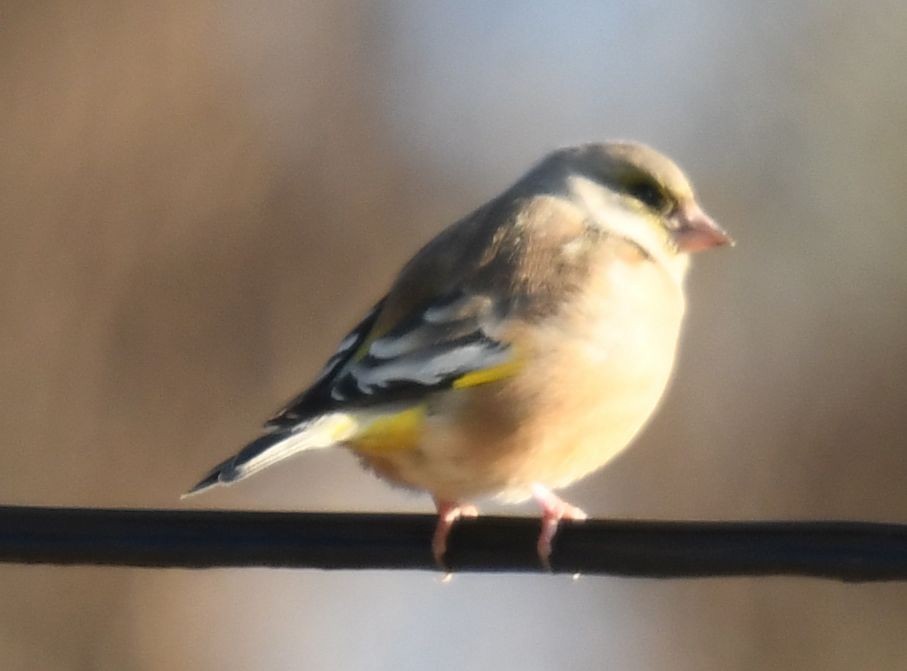 Oriental Greenfinch - ML627205671