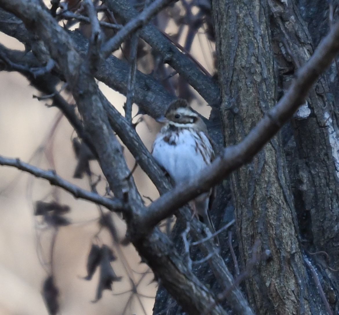 Rustic Bunting - ML627205699