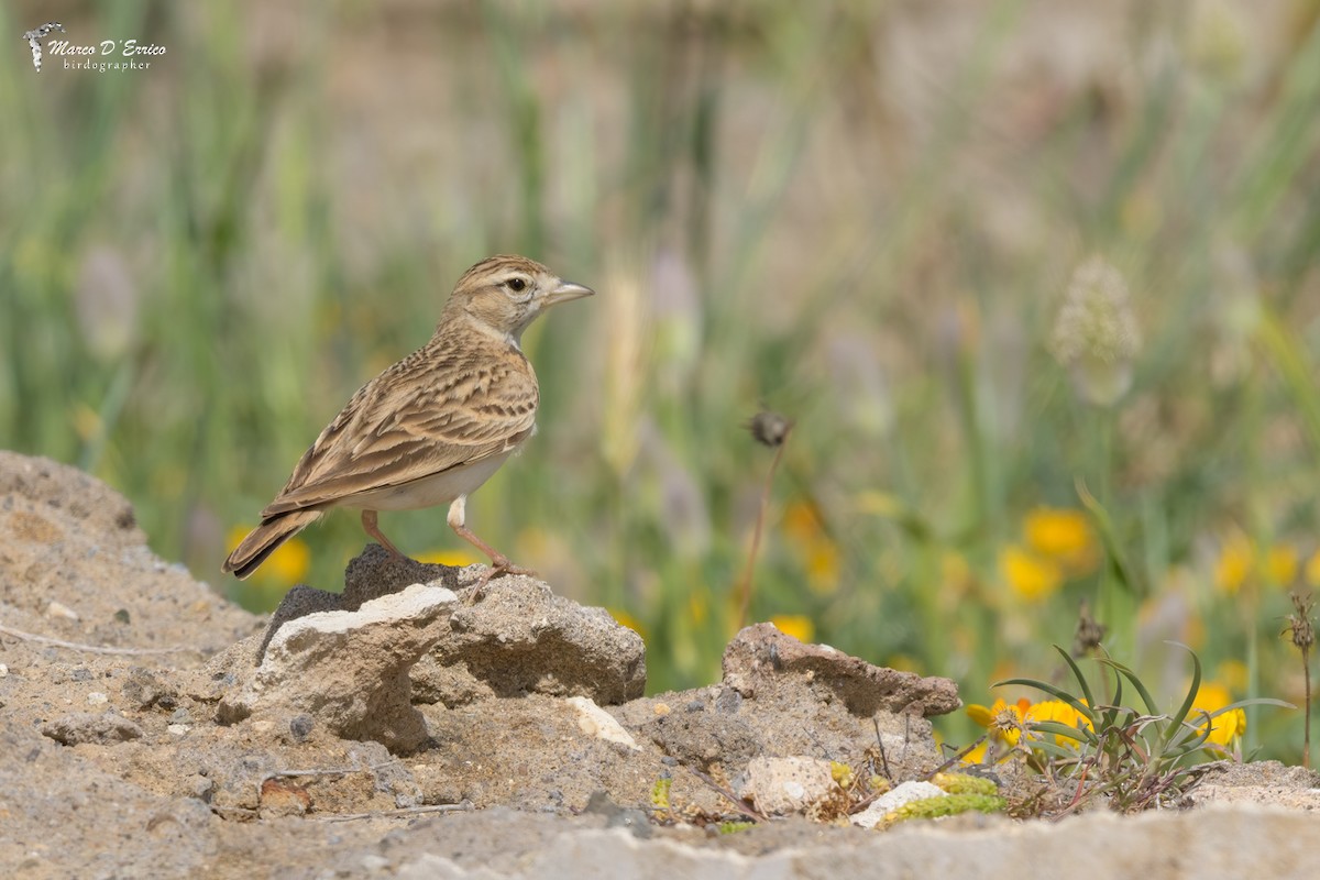 Greater Short-toed Lark - ML627205700