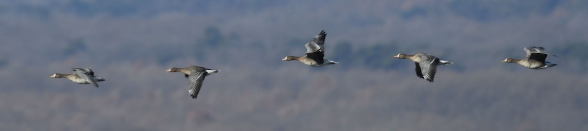 Greater White-fronted Goose - ML627205716