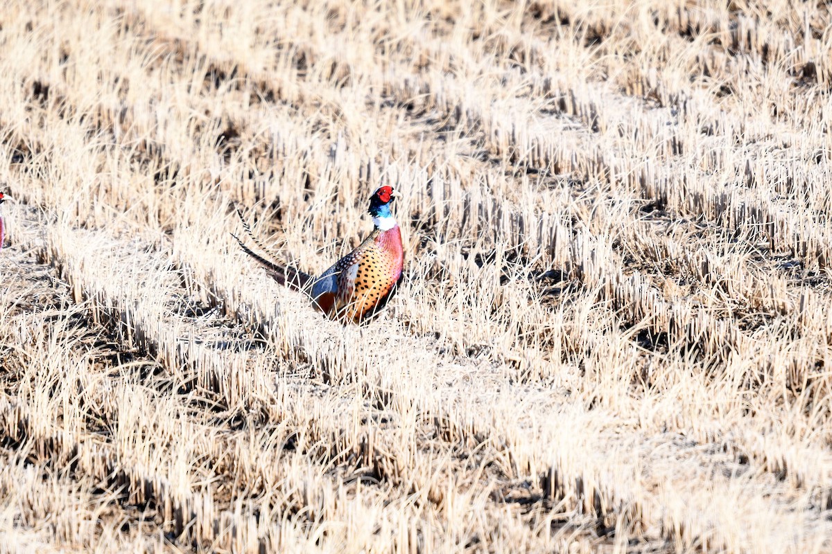 Ring-necked Pheasant - ML627205731