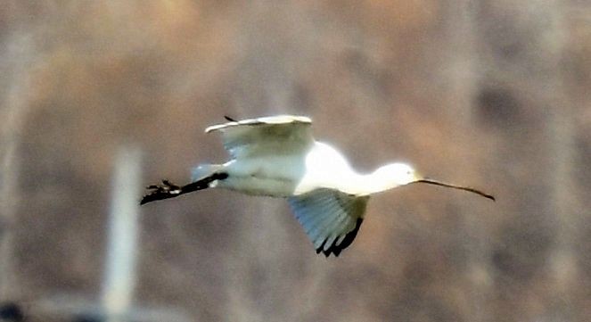 Eurasian Spoonbill - ML627205748