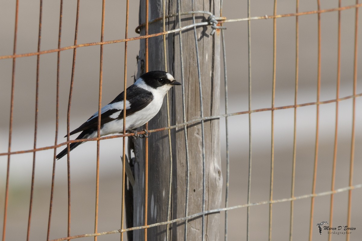 Collared Flycatcher - ML627205763