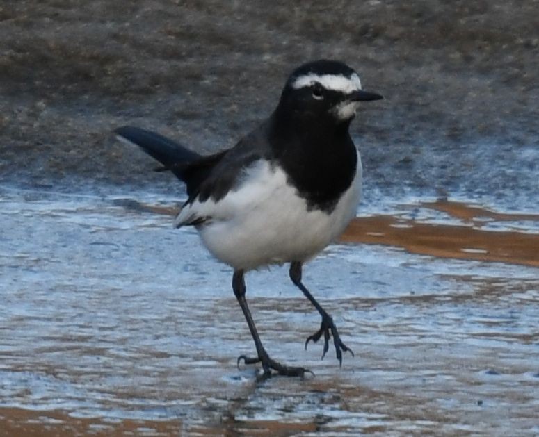 Japanese Wagtail - ML627205777