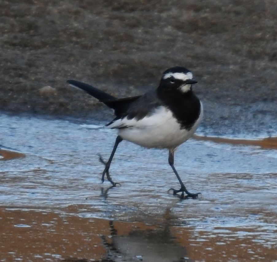 Japanese Wagtail - ML627205778