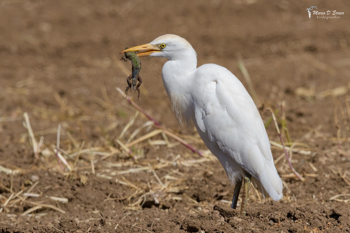 Western Cattle-Egret - ML627205816