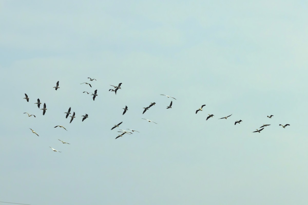 Great White Pelican - ML627205829
