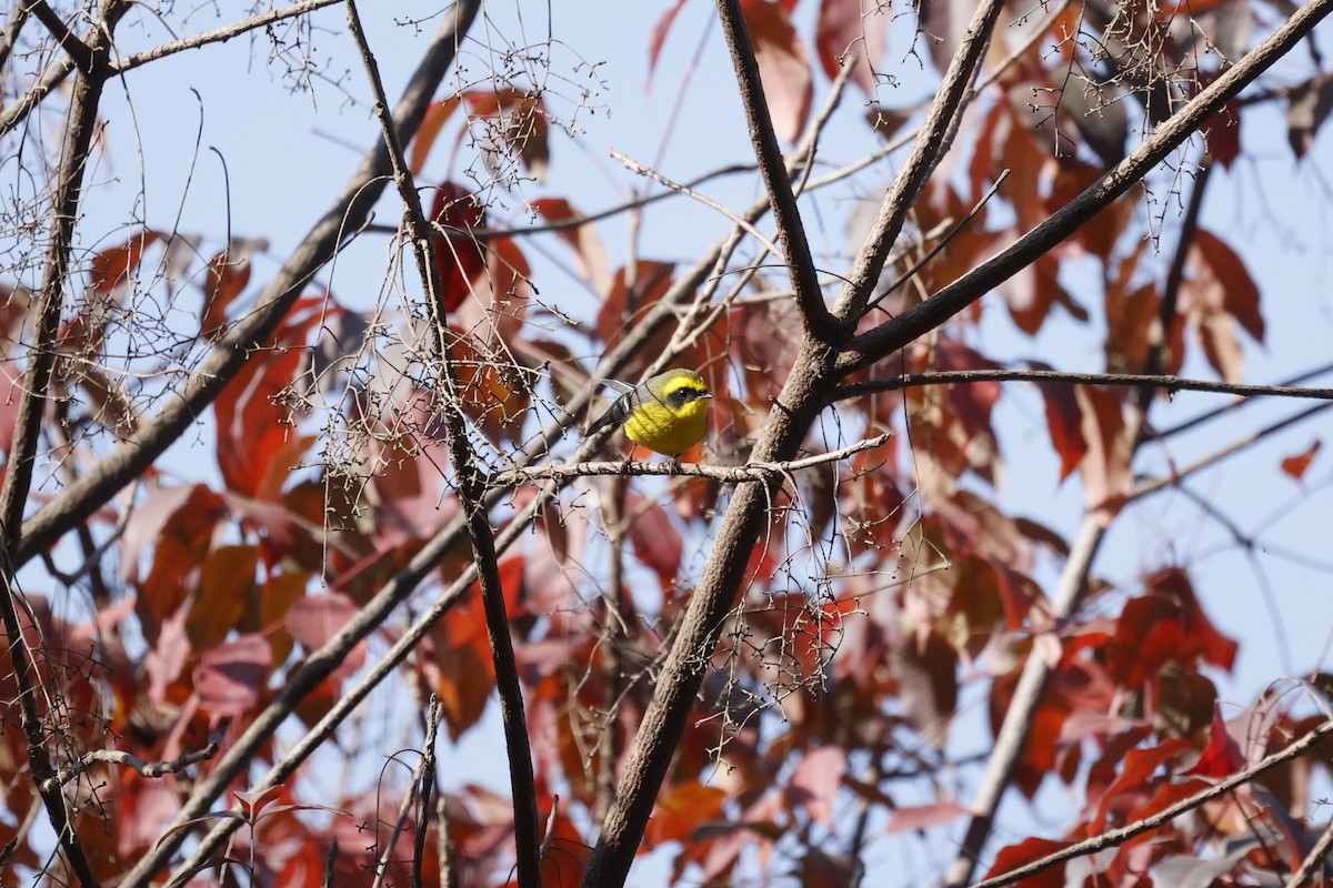 Yellow-bellied Fairy-Fantail - ML627205873