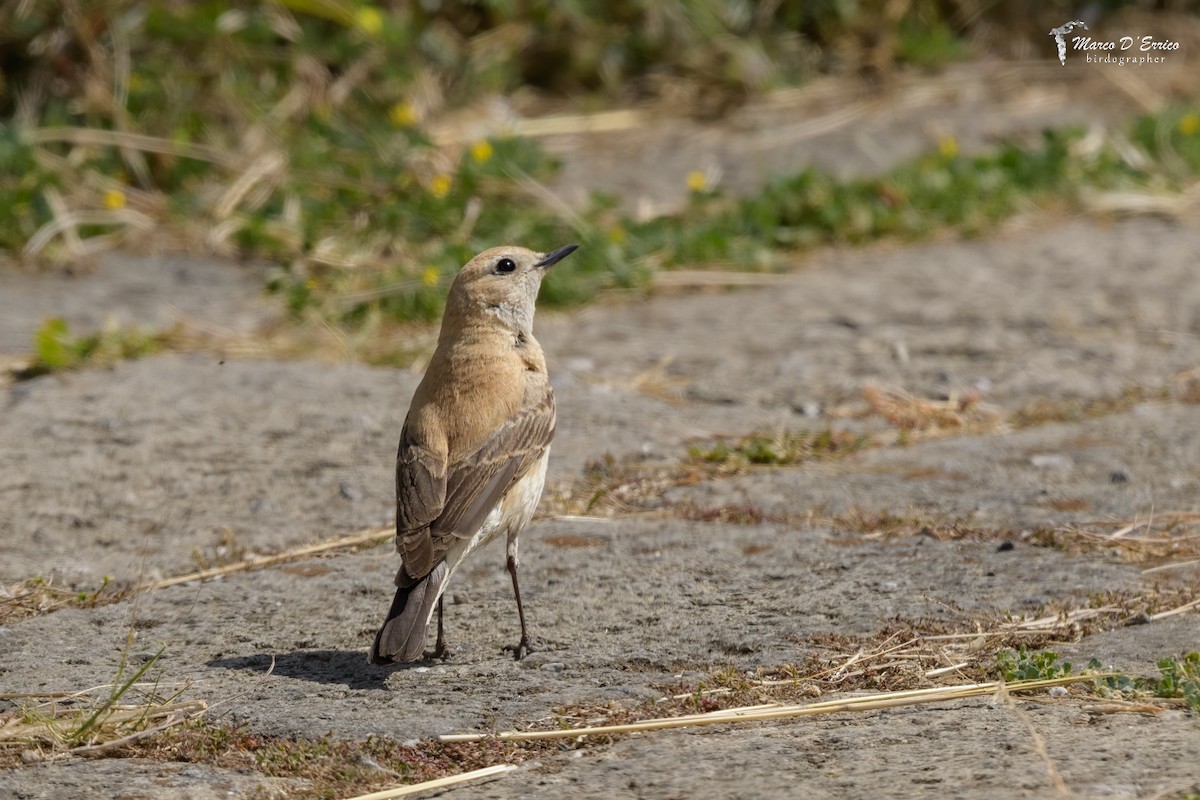Western/Eastern Black-eared Wheatear - ML627205884
