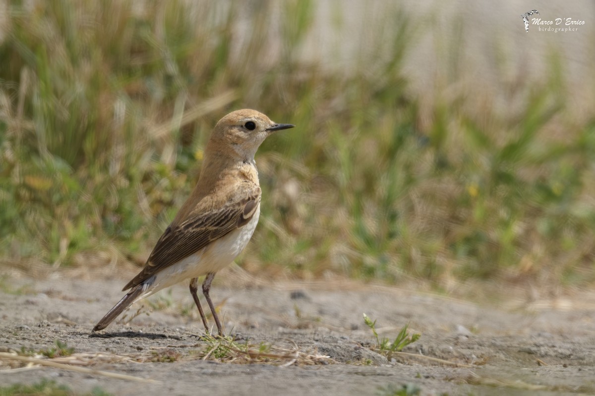 Western/Eastern Black-eared Wheatear - ML627205889