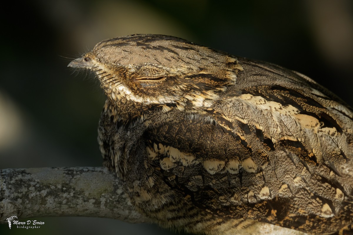 Eurasian Nightjar - ML627205892