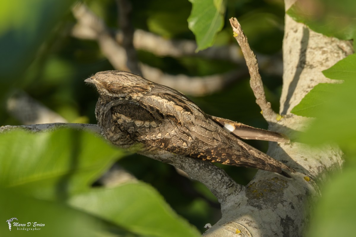 Eurasian Nightjar - ML627205893