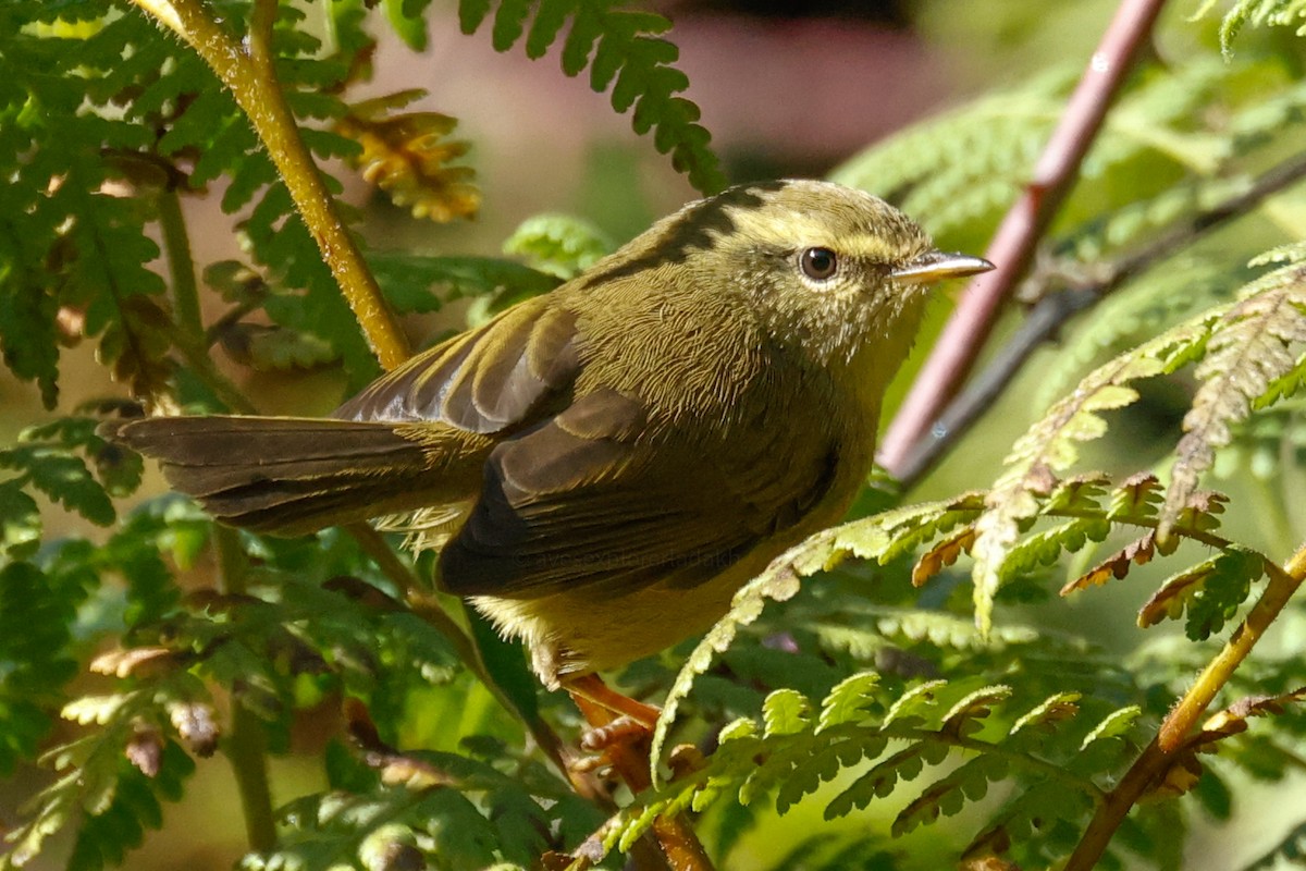 Brownish-flanked Bush Warbler - ML627206062