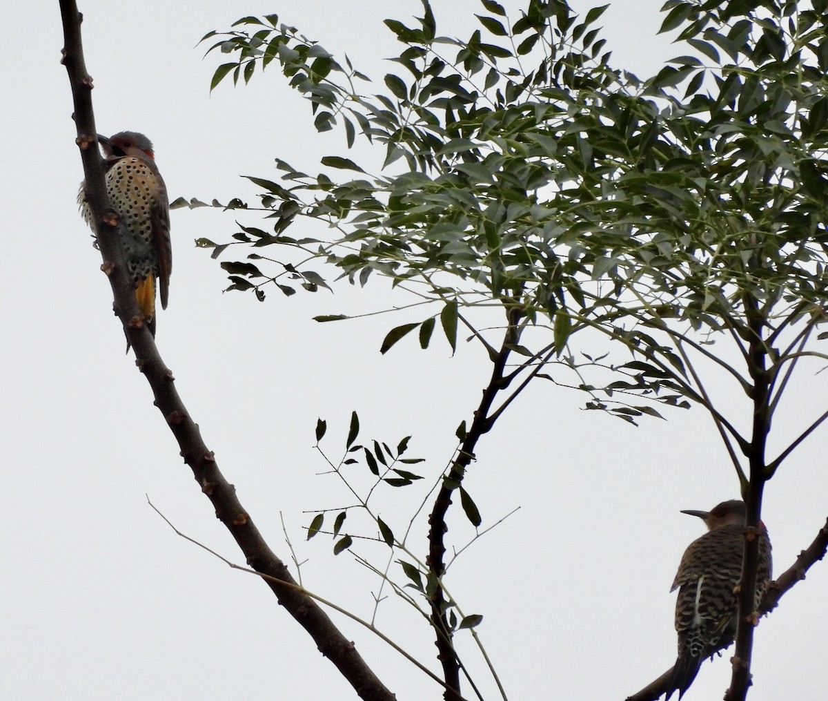 Northern Flicker - ML627206229