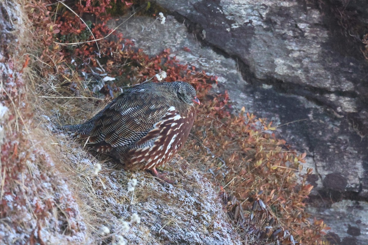 Snow Partridge - ML627206374