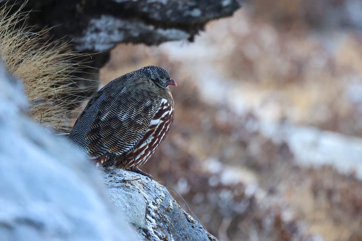 Snow Partridge - ML627206375