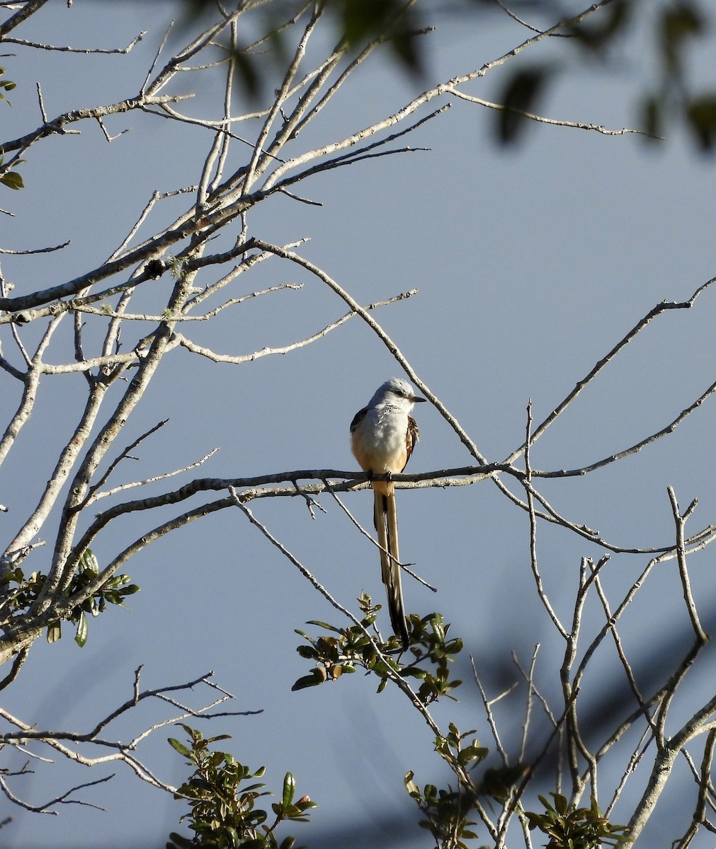 Scissor-tailed Flycatcher - ML627206390