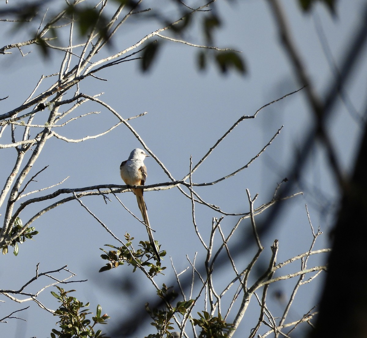 Scissor-tailed Flycatcher - ML627206391