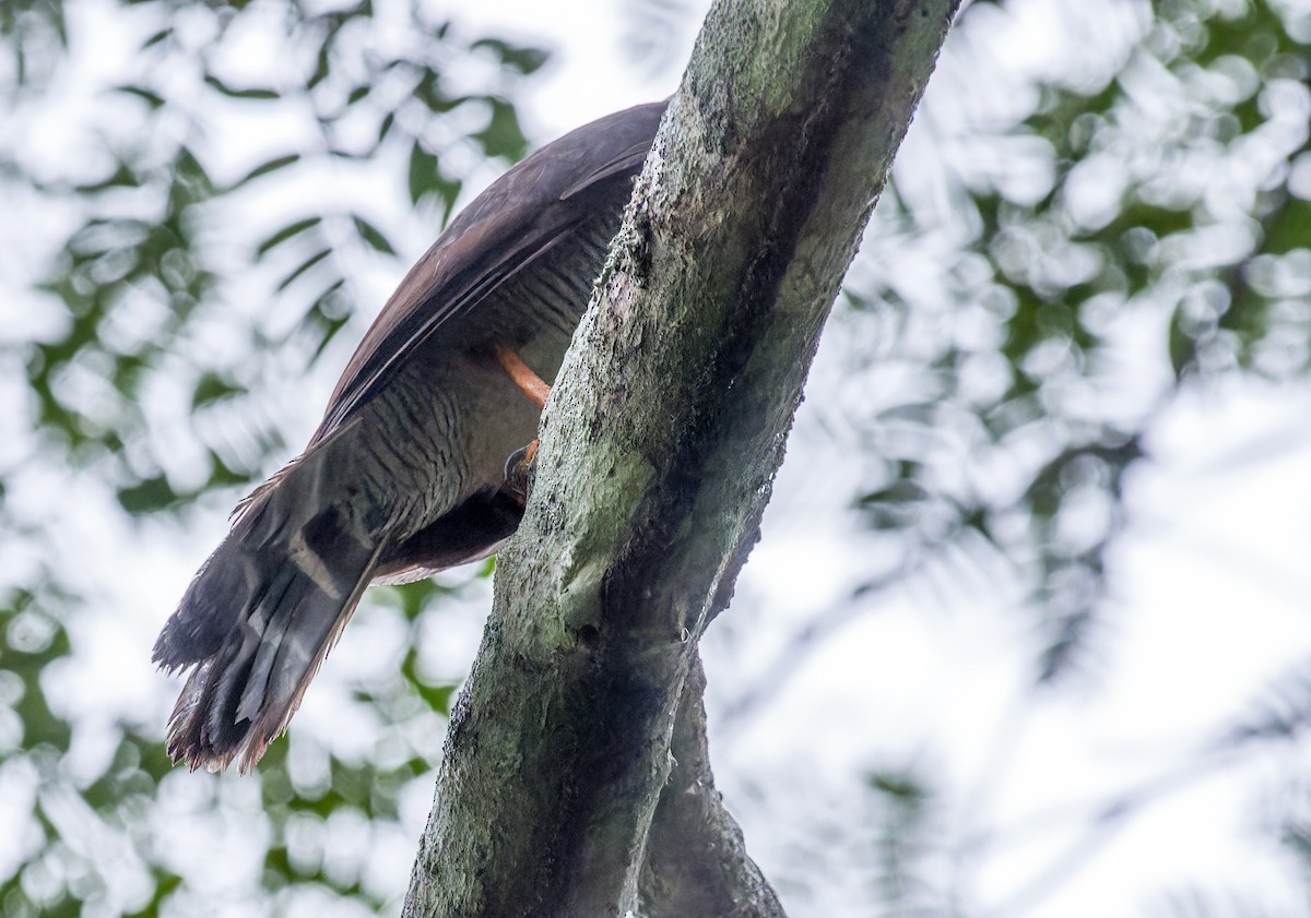 Barred Forest-Falcon - ML627206636