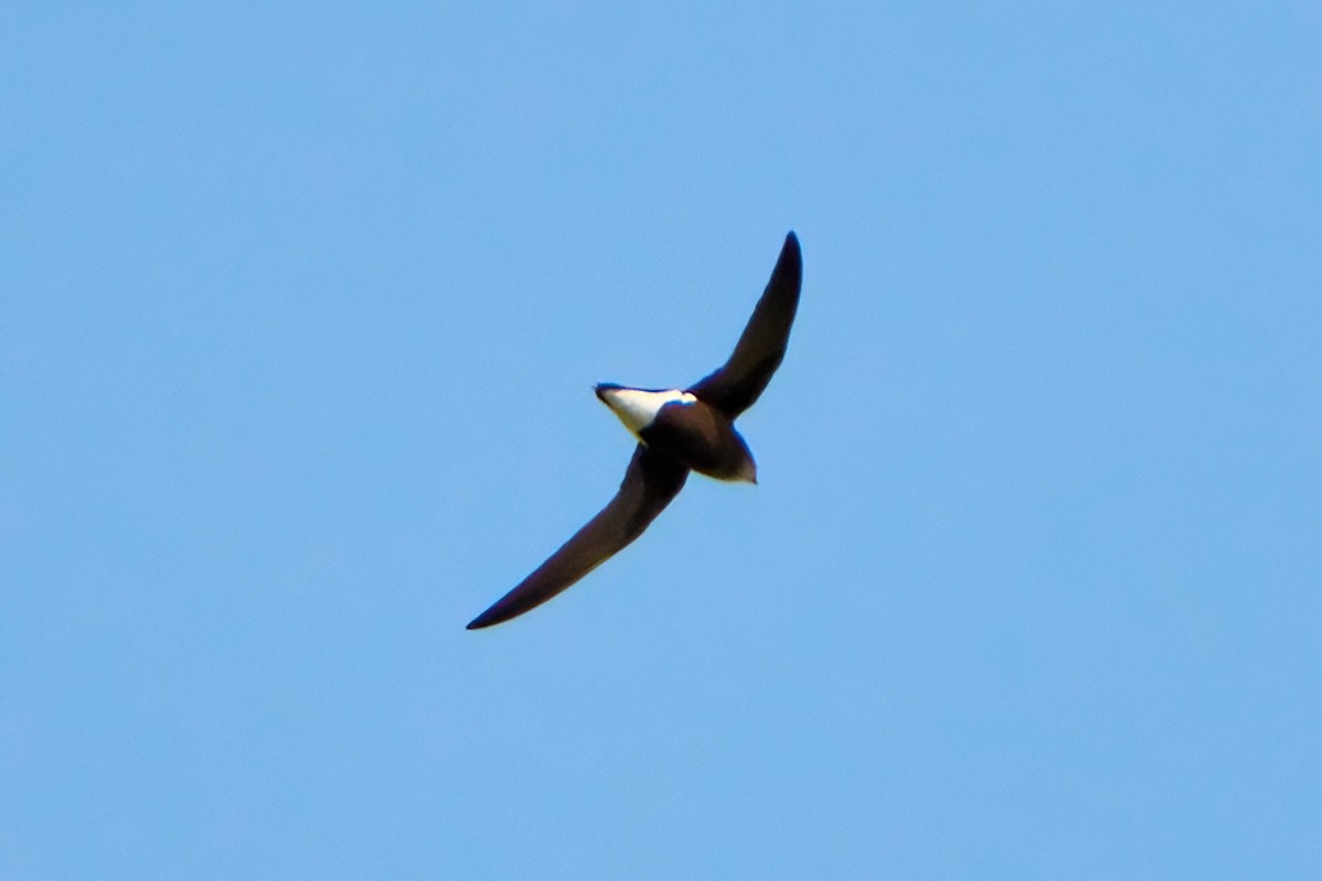 Silver-backed Needletail - ML627206659
