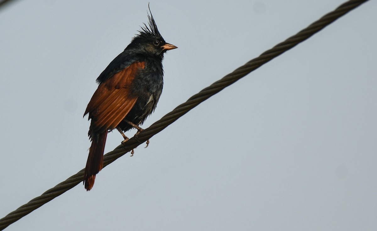 Crested Bunting - ML627206735