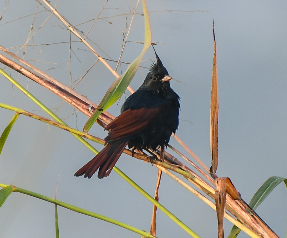 Crested Bunting - ML627206792