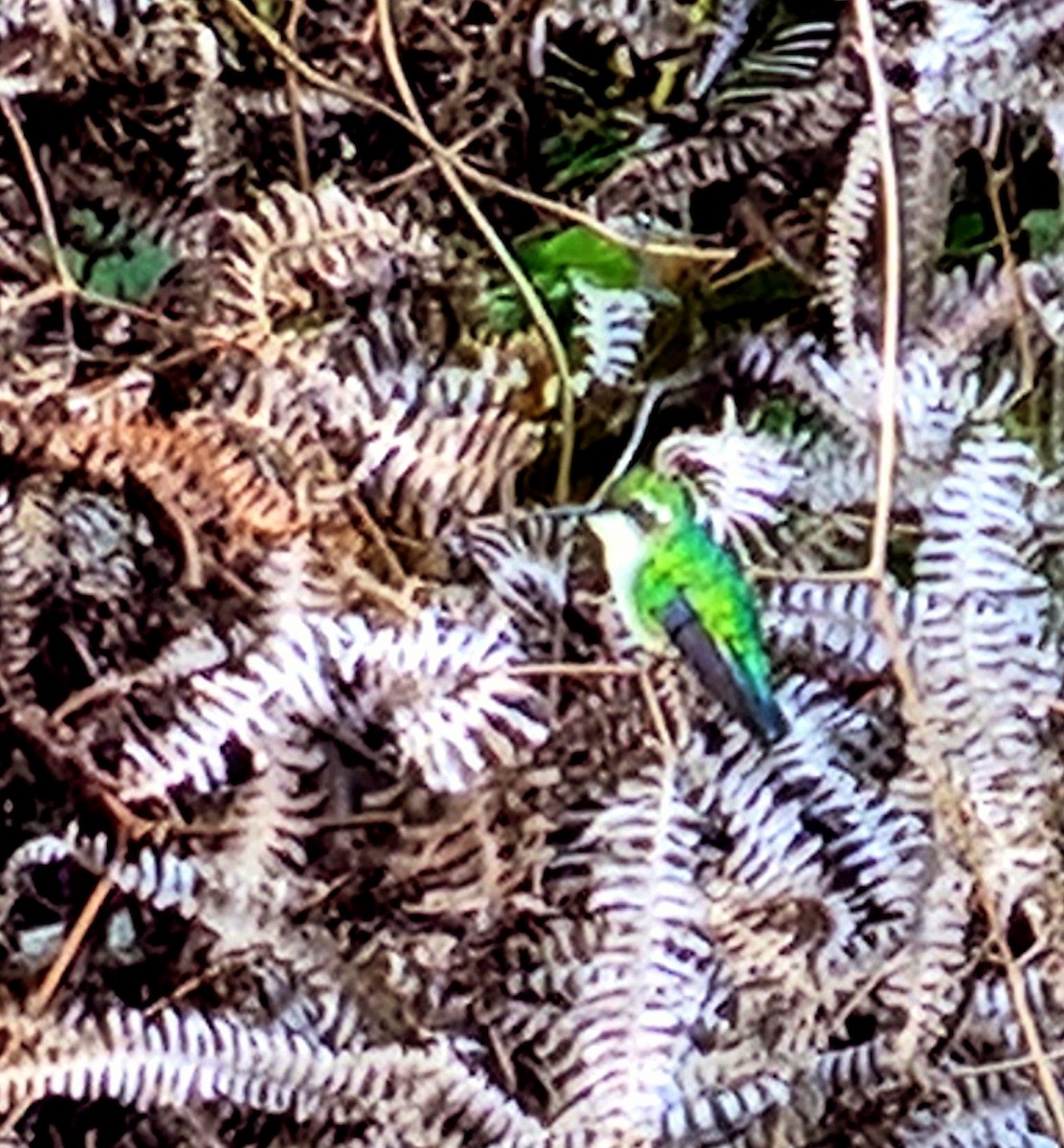 Red-billed Emerald - ML627206823